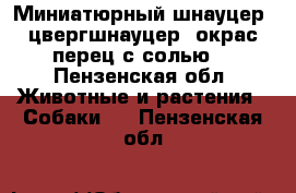 Миниатюрный шнауцер, цвергшнауцер, окрас перец с солью  - Пензенская обл. Животные и растения » Собаки   . Пензенская обл.